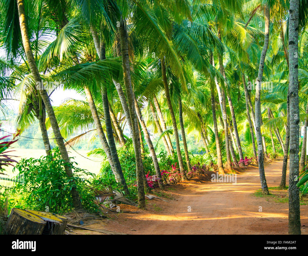 palm tree trees along the road,palm trees,trees,plants of india,asia,it