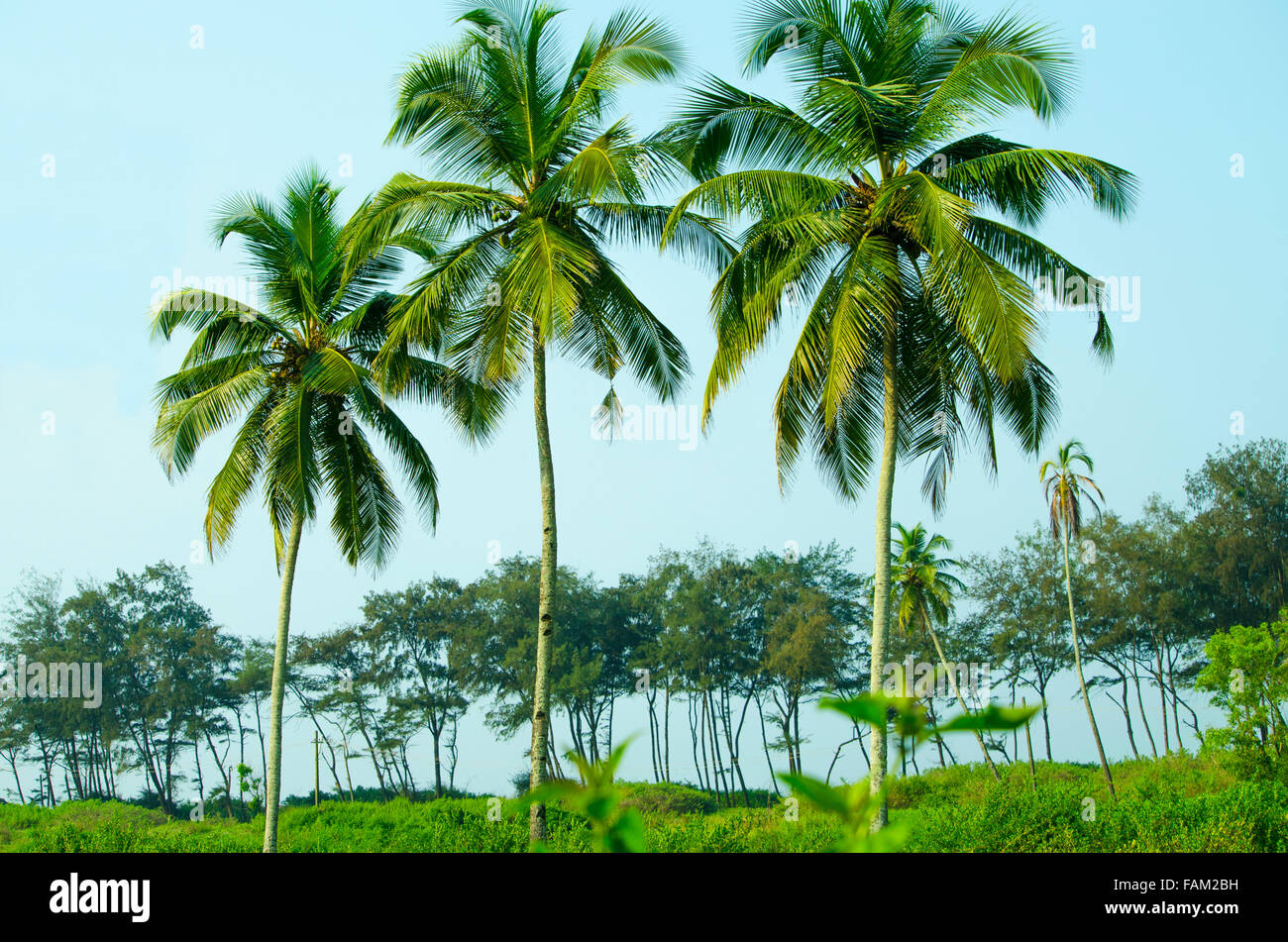 palm tree trees,palm grove against the blue sky,a palm tree,trees,plants of india,asia,a grass,plants,the sky Stock Photo