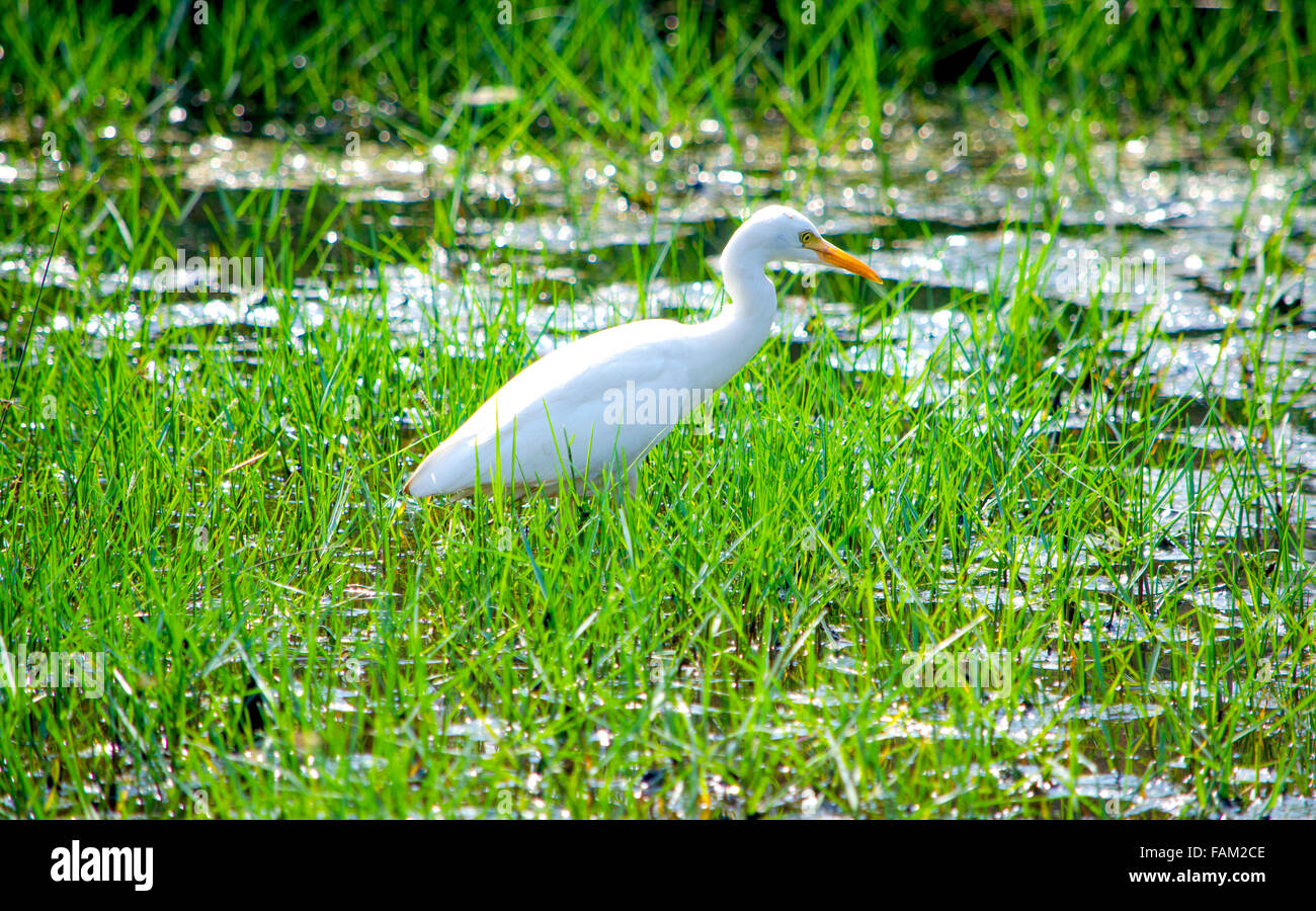 bird small white heron,birds,fauna,feathery,hunting,in a bog,in a grass,marsh,marsh bird,tropical bird,tropics,white Stock Photo