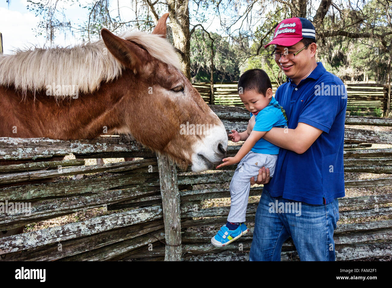 Gainesville Florida,Dudley Farm State Park,Homestead & Living History Museum,property,Asian man men male,father,boy,son,cracker pony,horse,FL151212119 Stock Photo