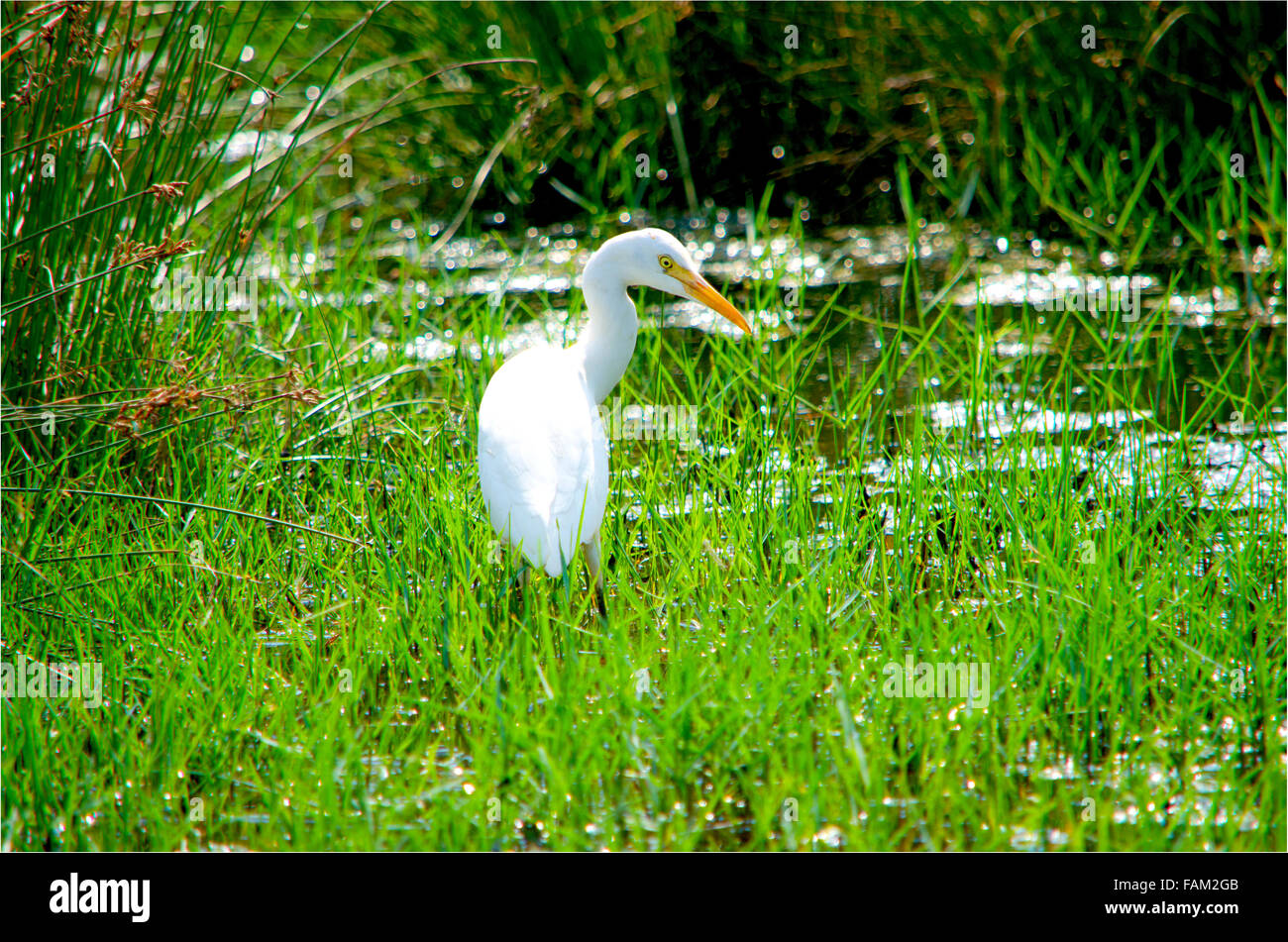 bird small white heron,birds,fauna,feathery,hunting,in a bog,in a grass,marsh,marsh bird,tropical bird,tropics,white Stock Photo