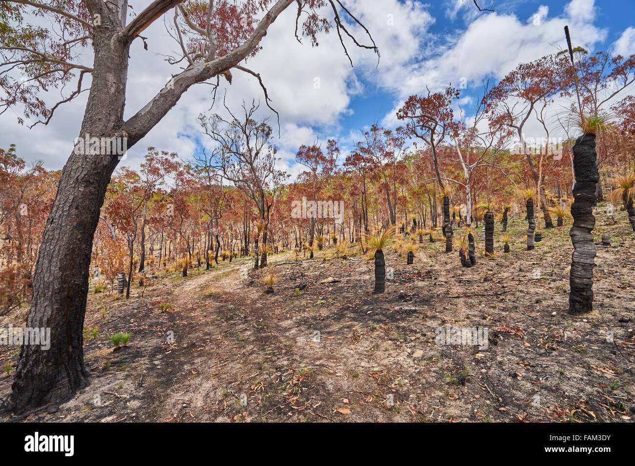 An forrest in Australia's Northern Territory, after a recent bush fire Stock Photo