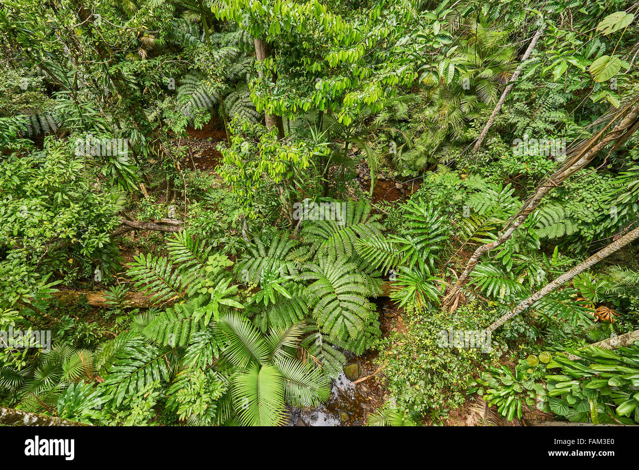 Daintree rainforest plants hi-res stock photography and images - Alamy