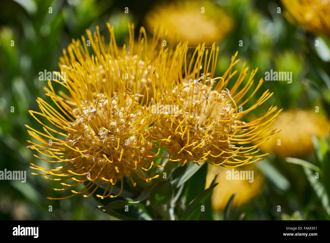 Leucospermum sp hires stock photography and images Alamy