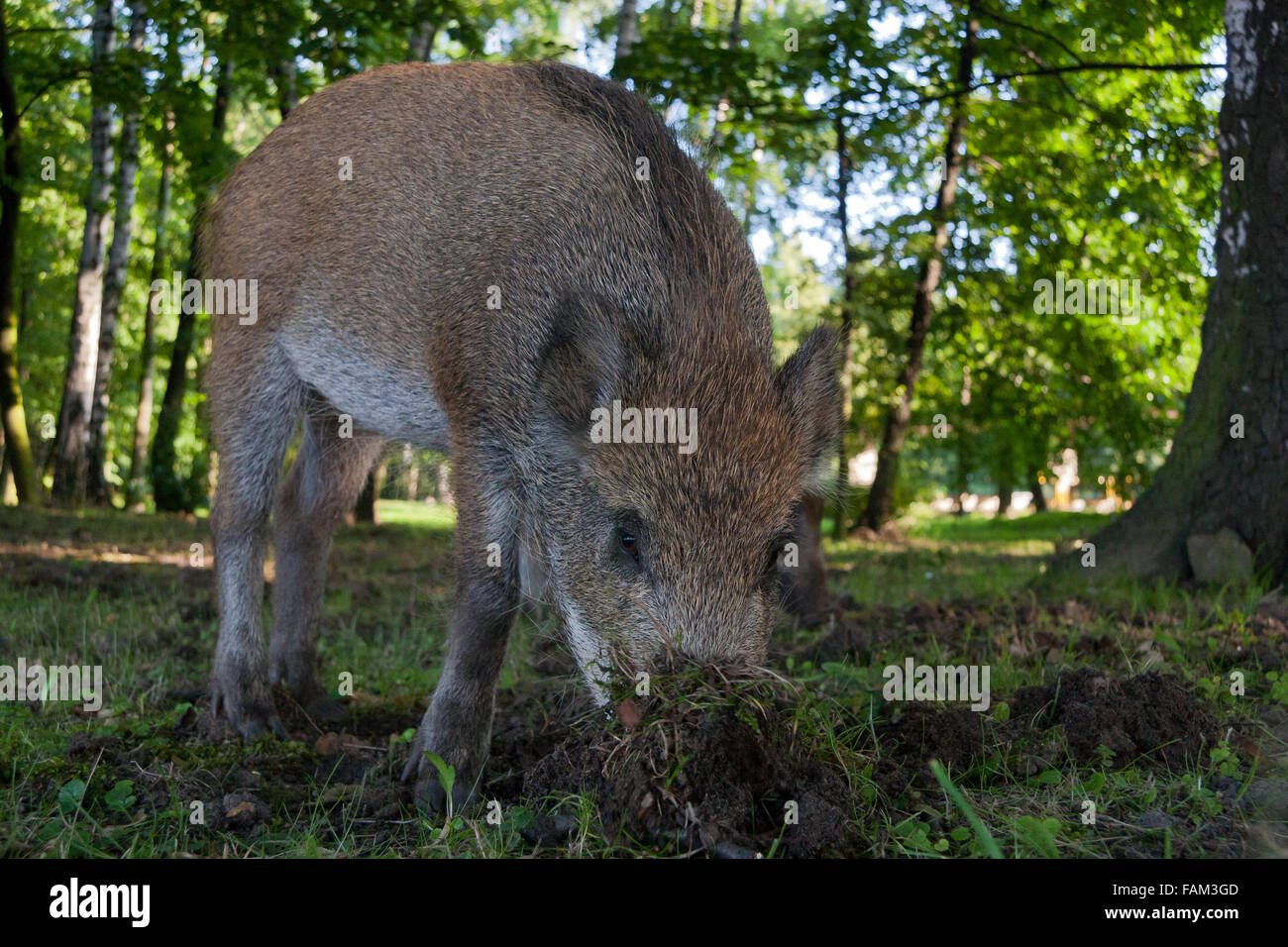 Young Wild Boar, Sus scrofa digging in ground Stock Photo
