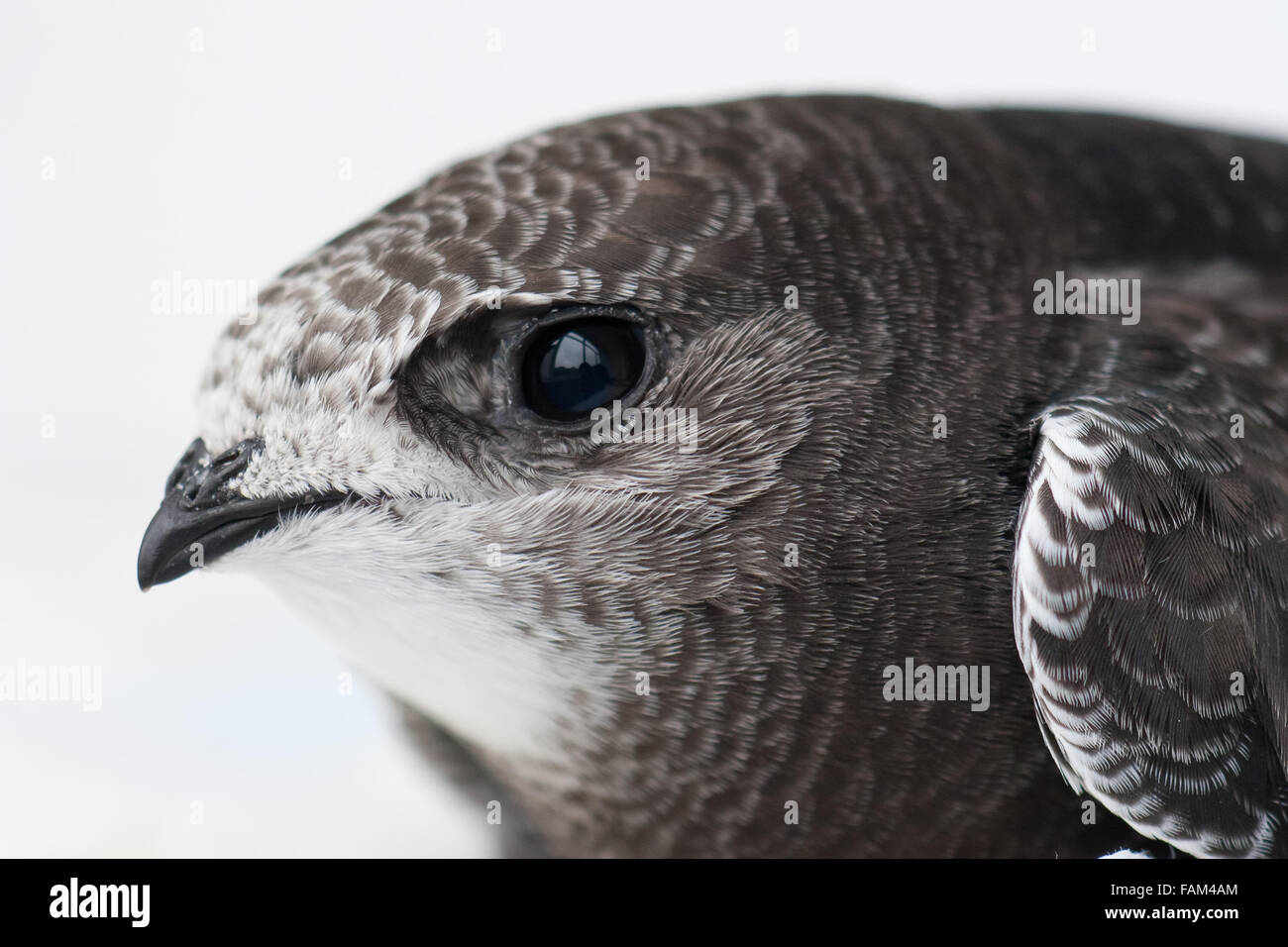 Juvenile Common Swift, Apus apus portrait Stock Photo