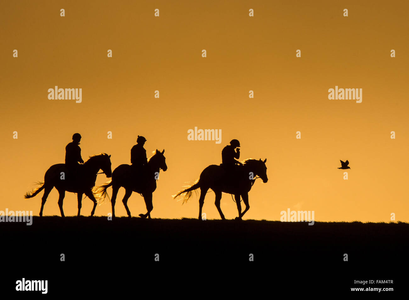 Racehorses on the Newmarket Gallops,Warren Heath, in Suffolk before sunrise on New Year Eve 2015 Stock Photo