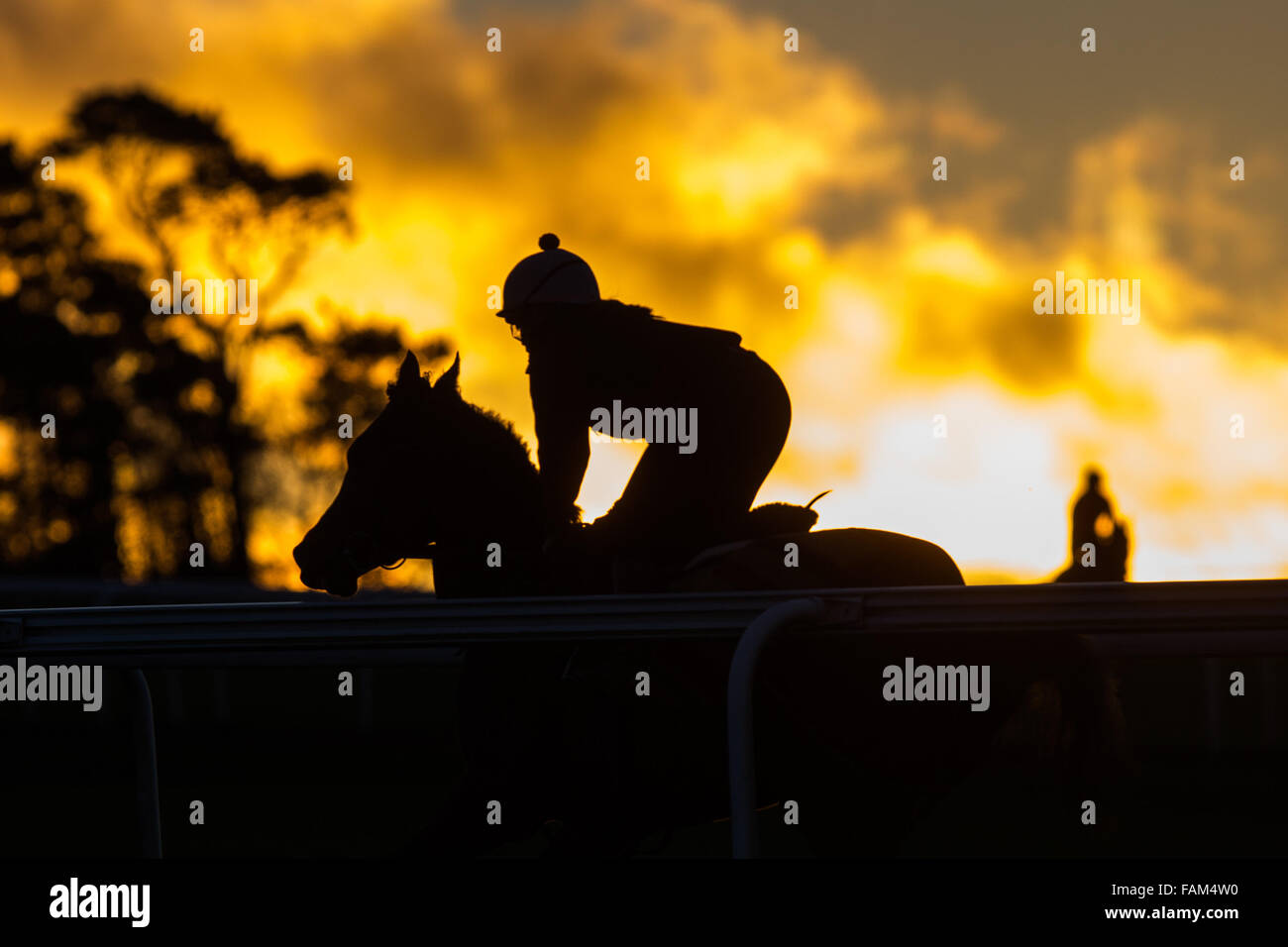 Racehorses on the Newmarket Gallops,Warren Heath, in Suffolk before sunrise on New Year Eve 2015 Stock Photo