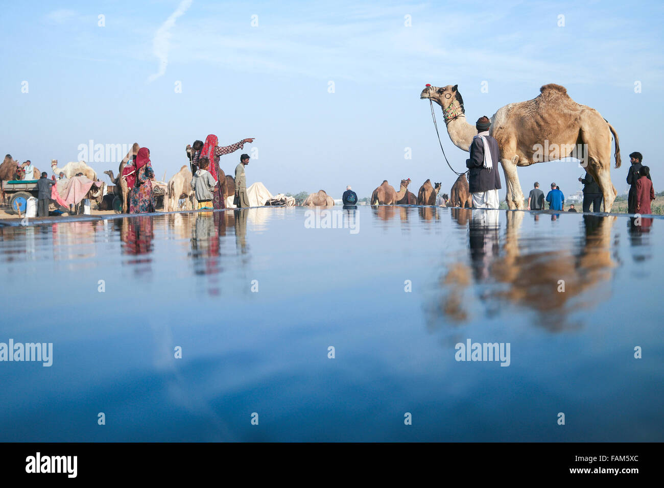 Camel herds or camel trader bring camels to the watering pool specially designed for them in Pushkar Stock Photo