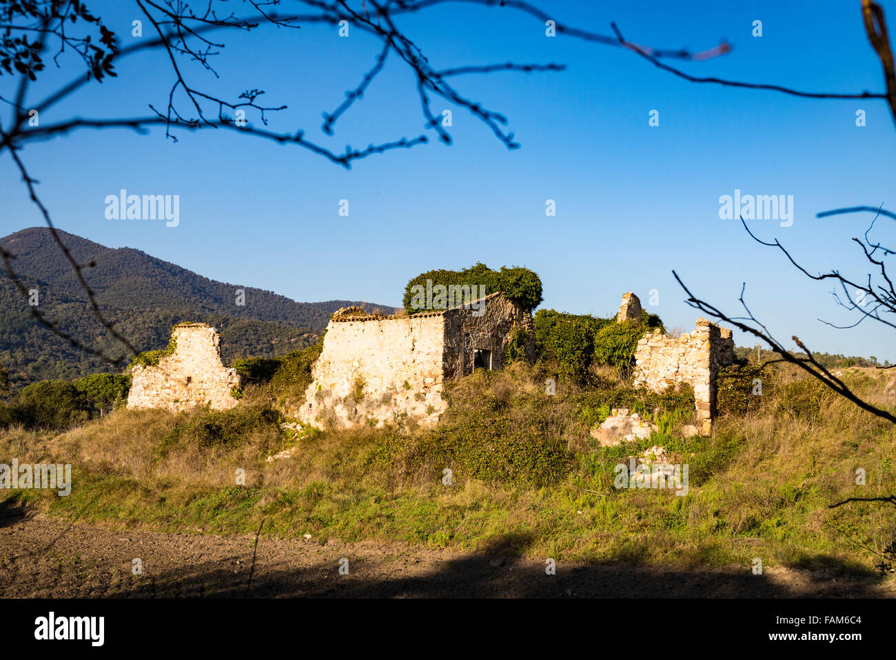 Sun shines on ruins of an old farm house framed by the branches of a trees with mountains in the background. Stock Photo