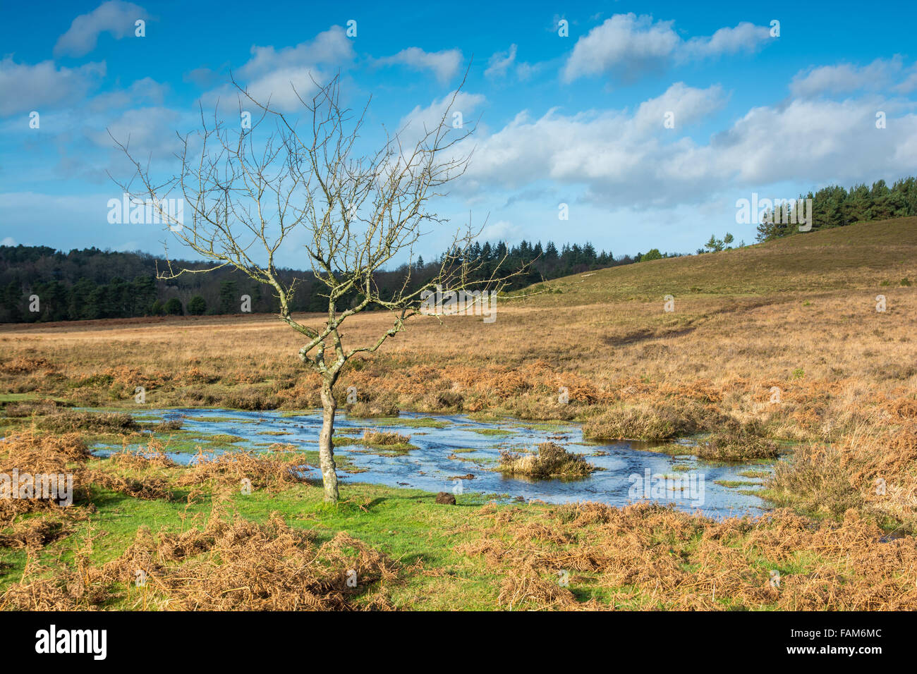 Autumn/winter landscape in the New Forest National Park, Hampshire, UK Stock Photo