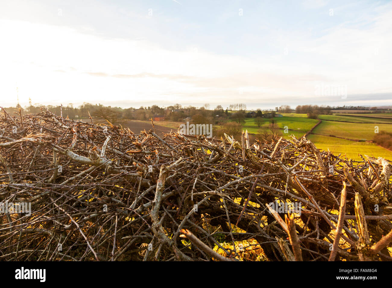 Lincolnshire Wolds freshly cut hedges hedges farm land UK England Stock Photo