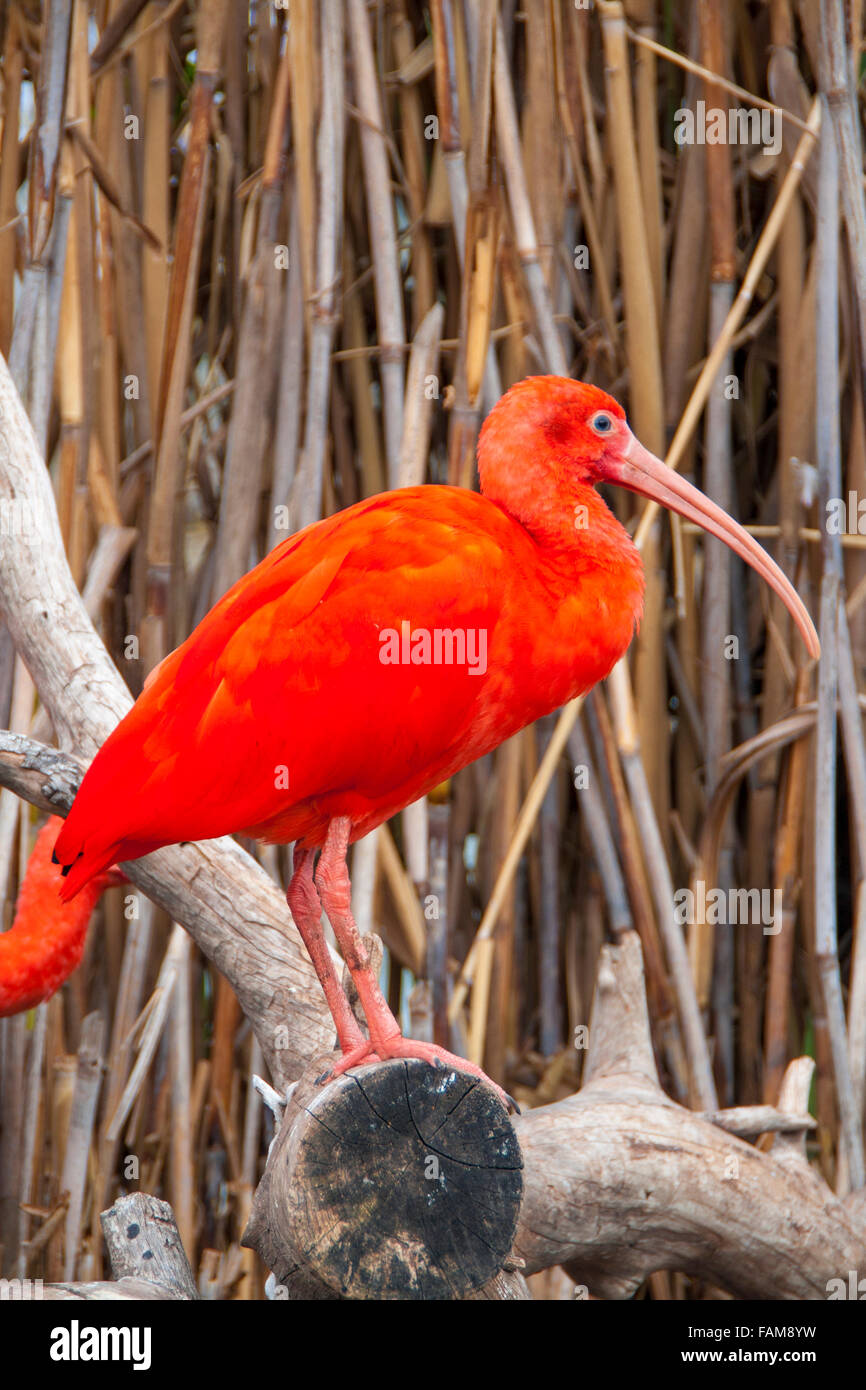 The Scarlet Ibis Is A Bird Species That Inhabits In Tropical South the-scarlet-ibis-is-a-bird-species-that-inhabits-in-tropical-south