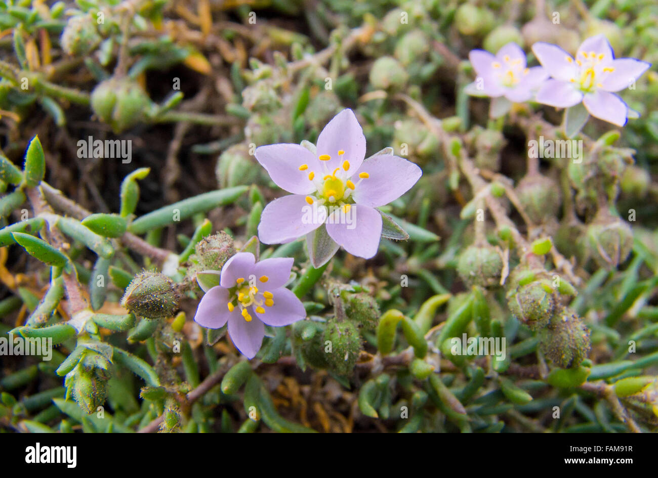 Rock Sea-Spurrey ( Spergularia rupicola ) in Flower, UK Stock Photo