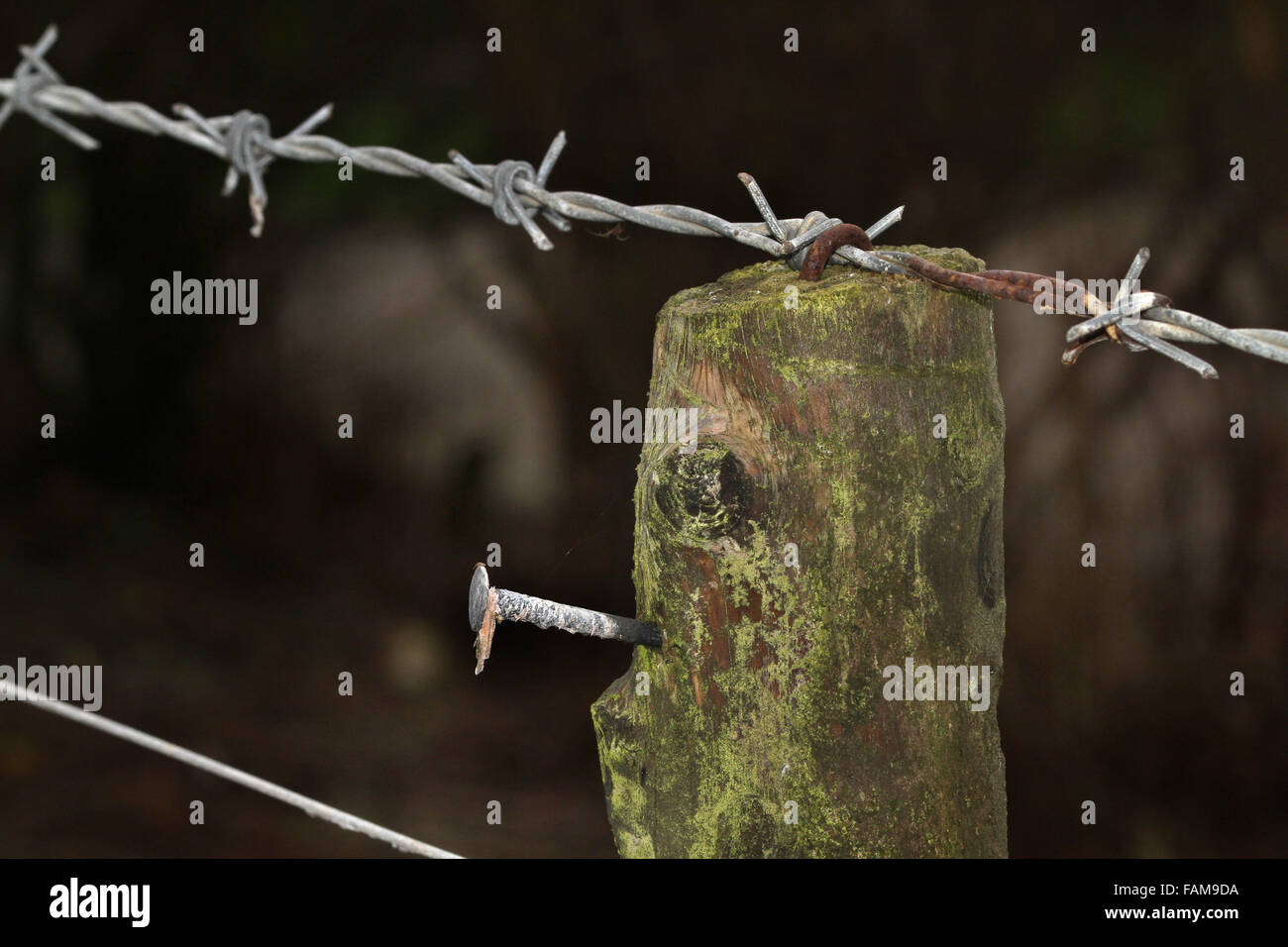 Barbed wire on post Stock Photo Alamy