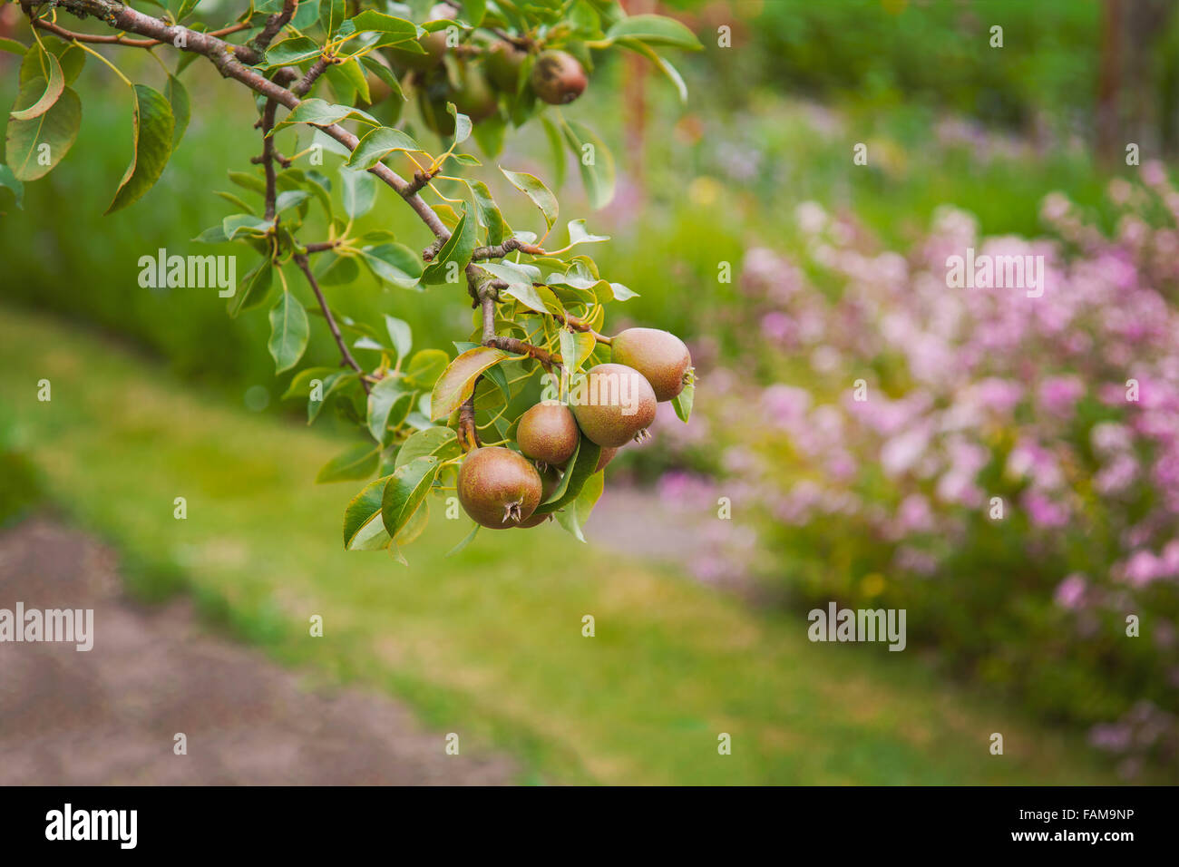Image of organic pear tree with fresh fruit Stock Photo - Alamy