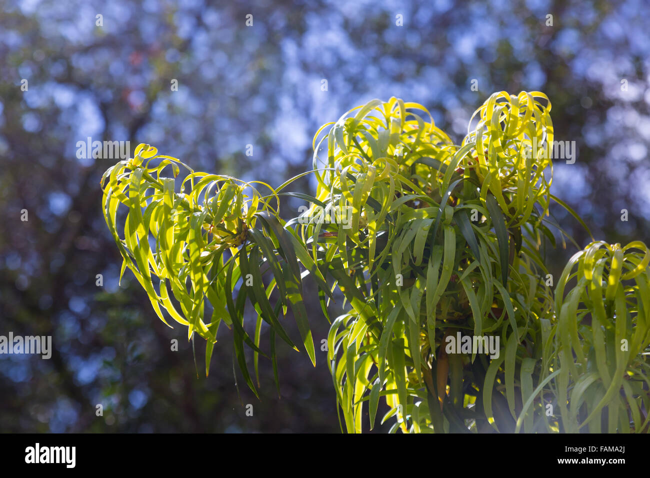 Closeup of  Podocarpus Henkelii (Henkels Yellowwood) plant  in spring Stock Photo