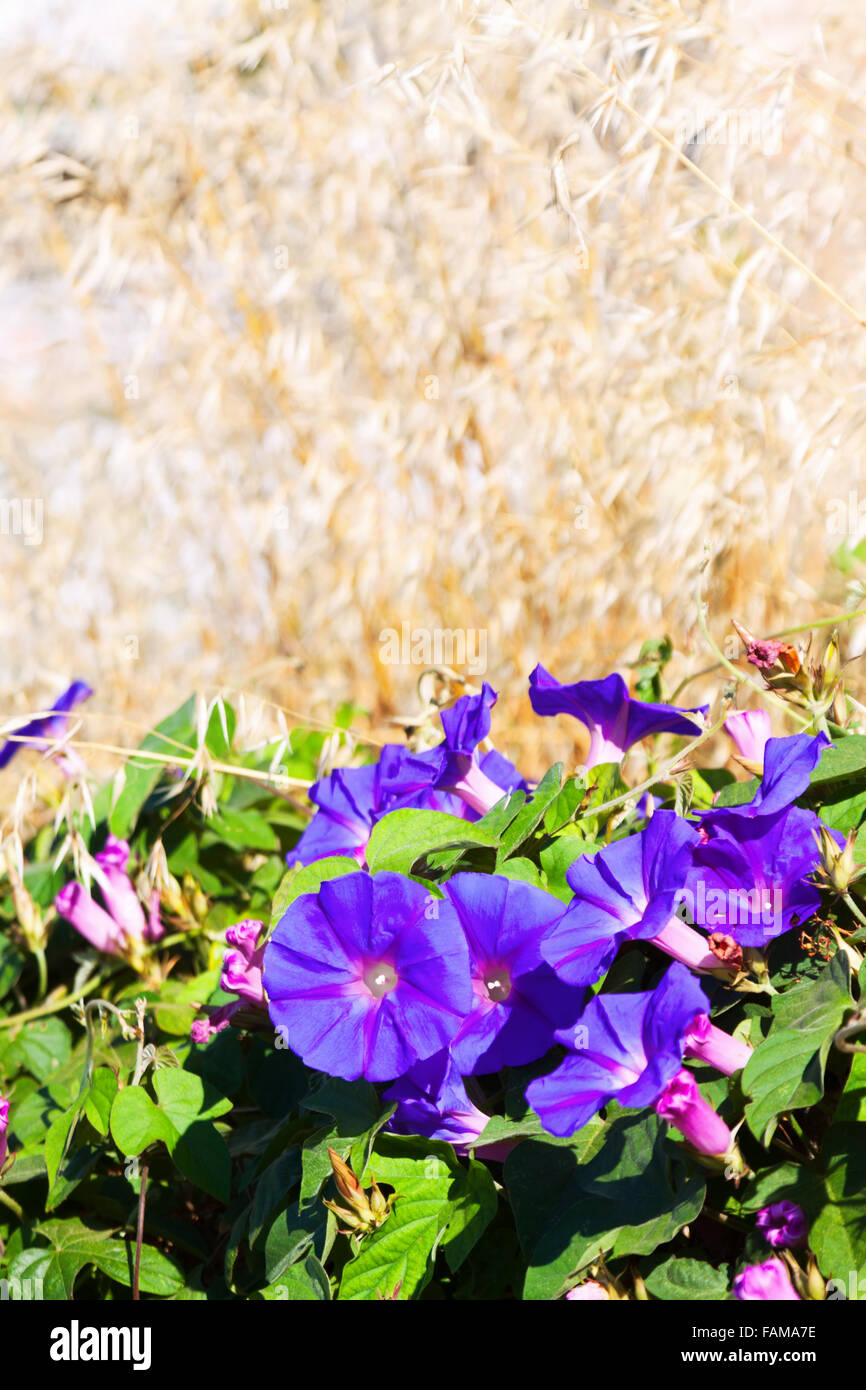 Hedge Bindweed Creeper High Resolution Stock Photography and Images - Alamy