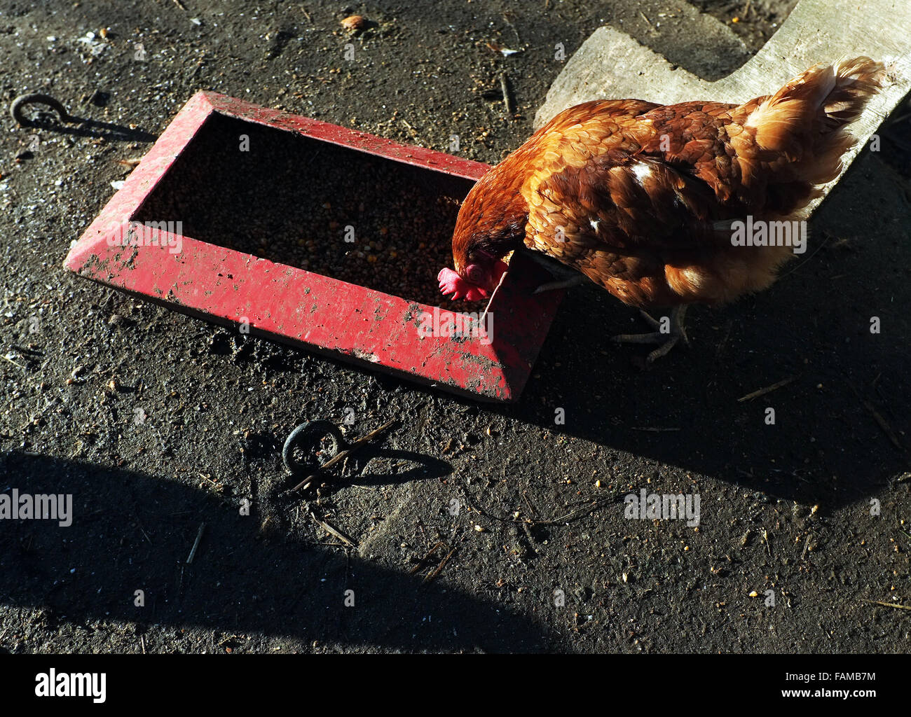 Chicken eating outdoor Stock Photo Alamy