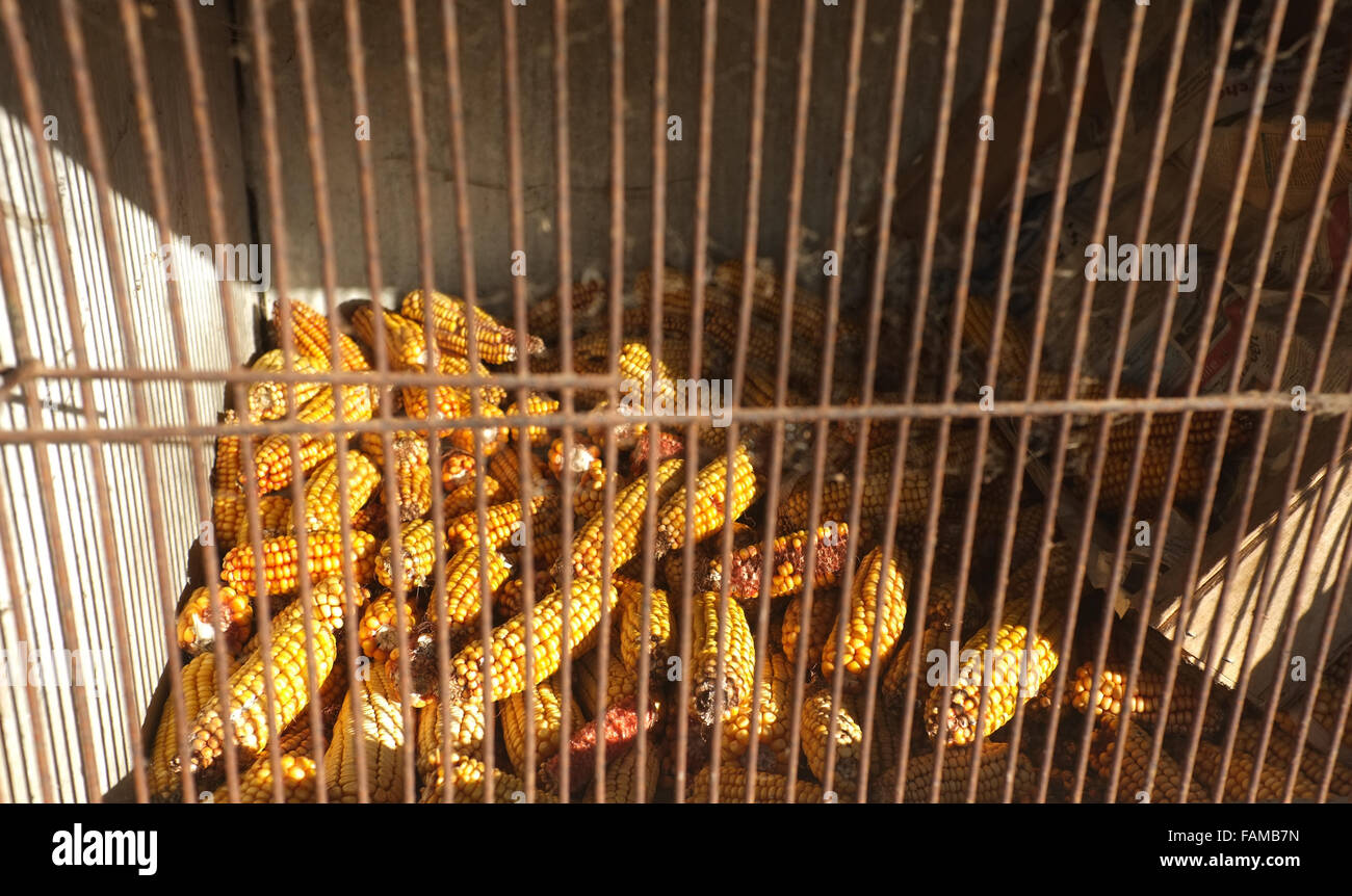 Dry sweet corn food for farm animals Stock Photo Alamy