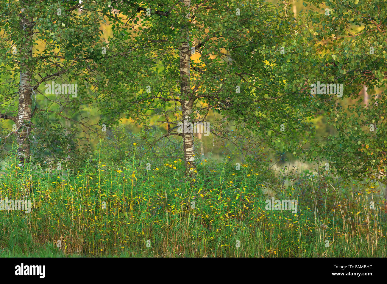 Quaking Aspen Stock Photo