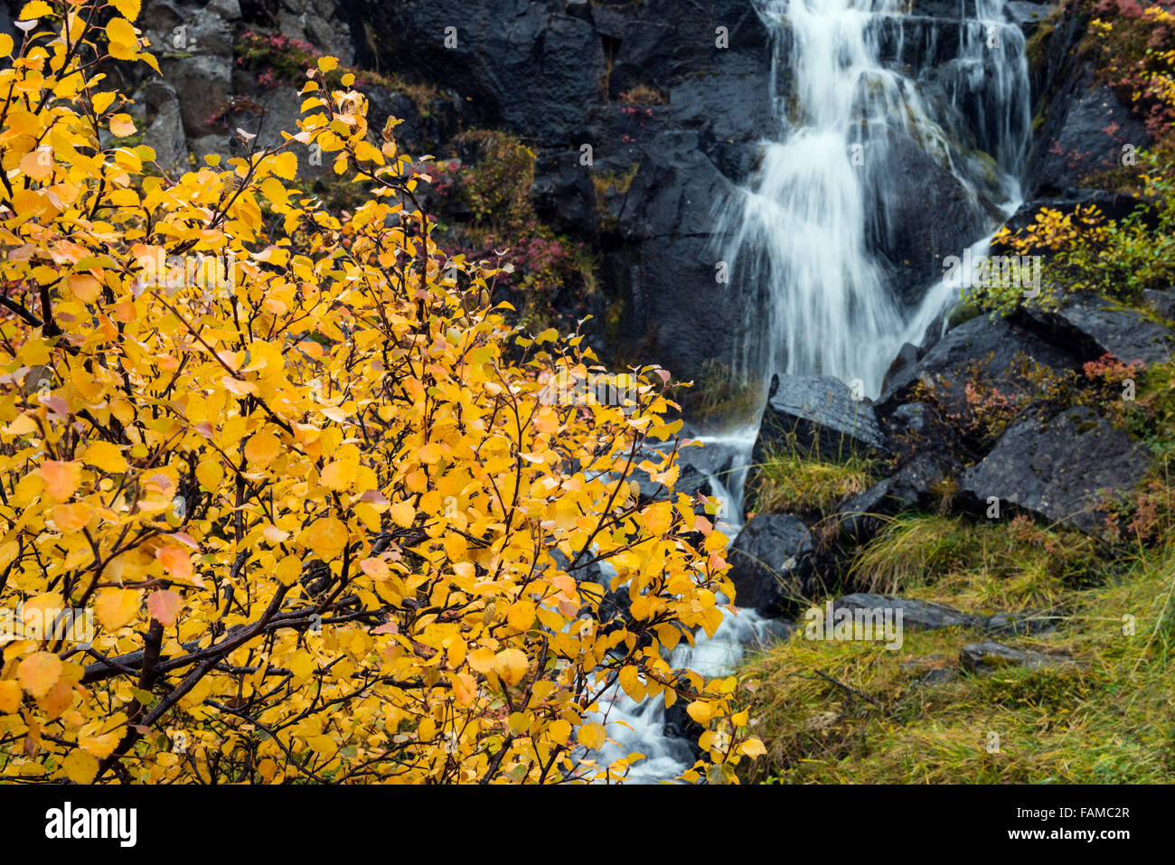 Waterfall water nature leaves hi-res stock photography and images - Alamy