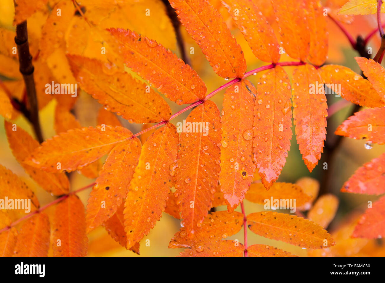 Autumn leaves from Rowan tree Stock Photo Alamy