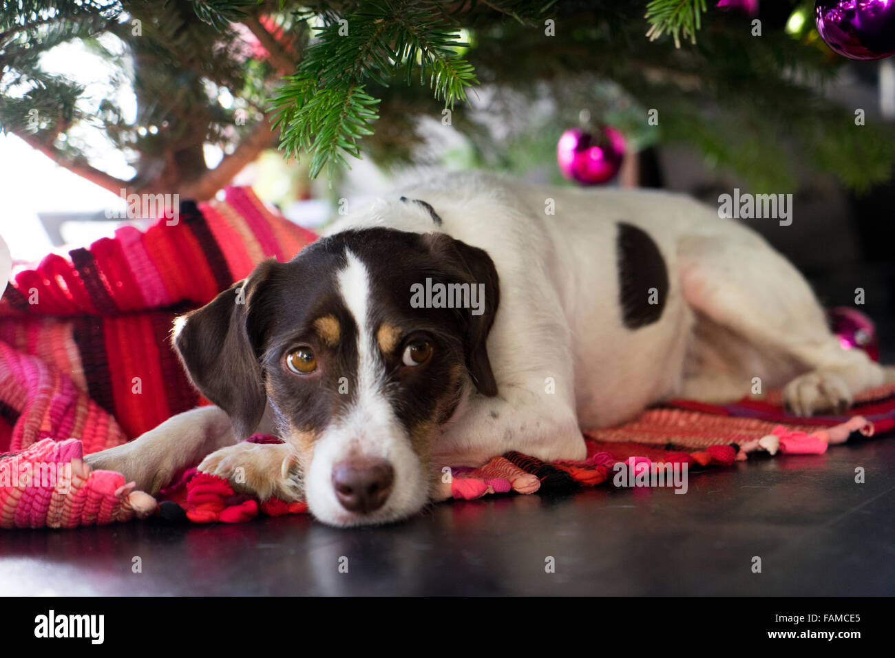 Dog christmas tree hires stock photography and images Alamy