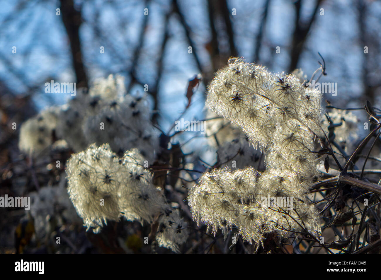 Old Man's Beard, Clematis, seed-heads, back-lit with blue sky Stock Photo