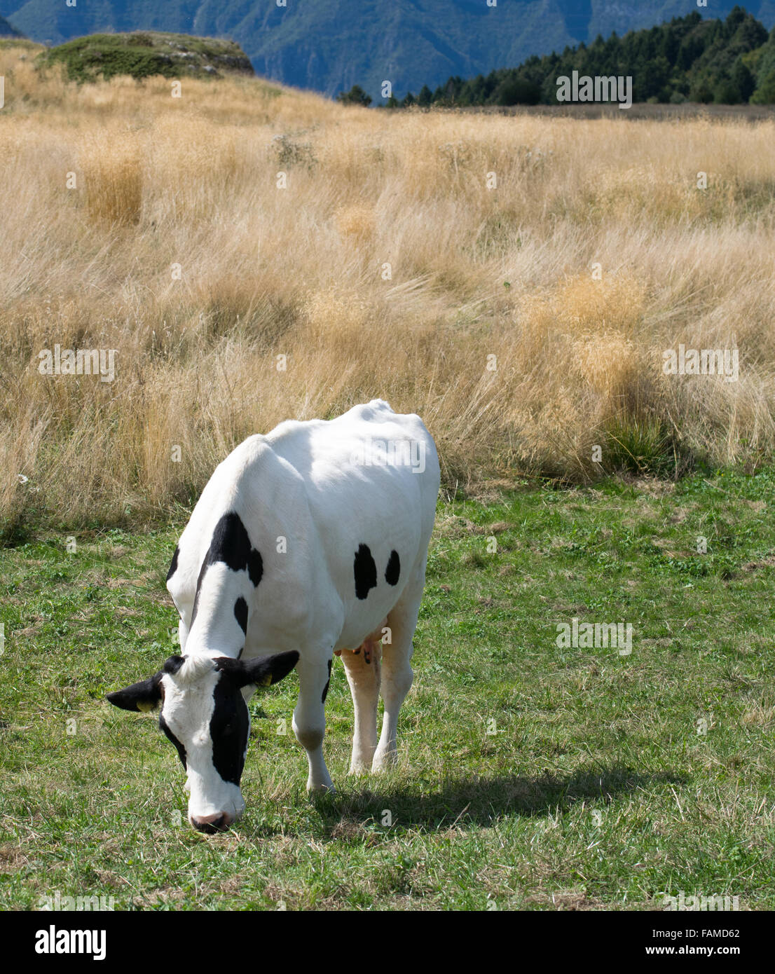 Cow grazing on the Italian side of the Alps. Stock Photo