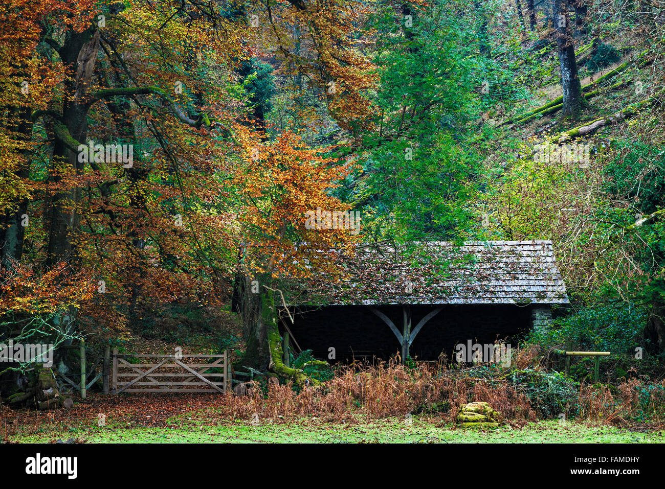 Old farm building, under a canopy of Autumnal Beech leaves, near Dulverton, Exmoor. Stock Photo