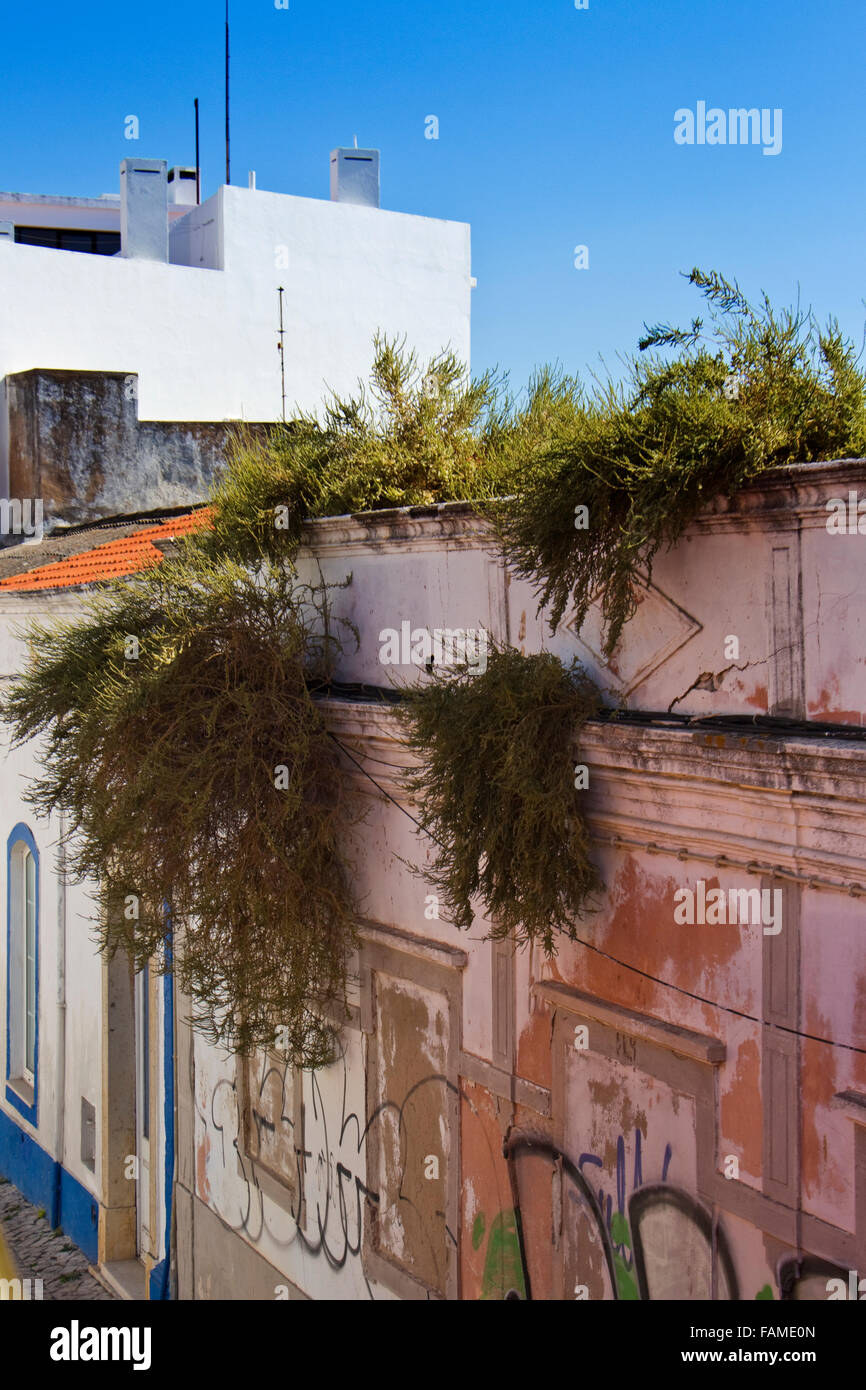 Plants taking over an old building in Albufeira, Algarve, Portugal Stock Photo