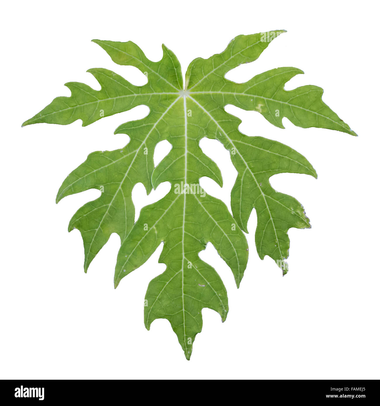 Papaya leaf in green color Stock Photo