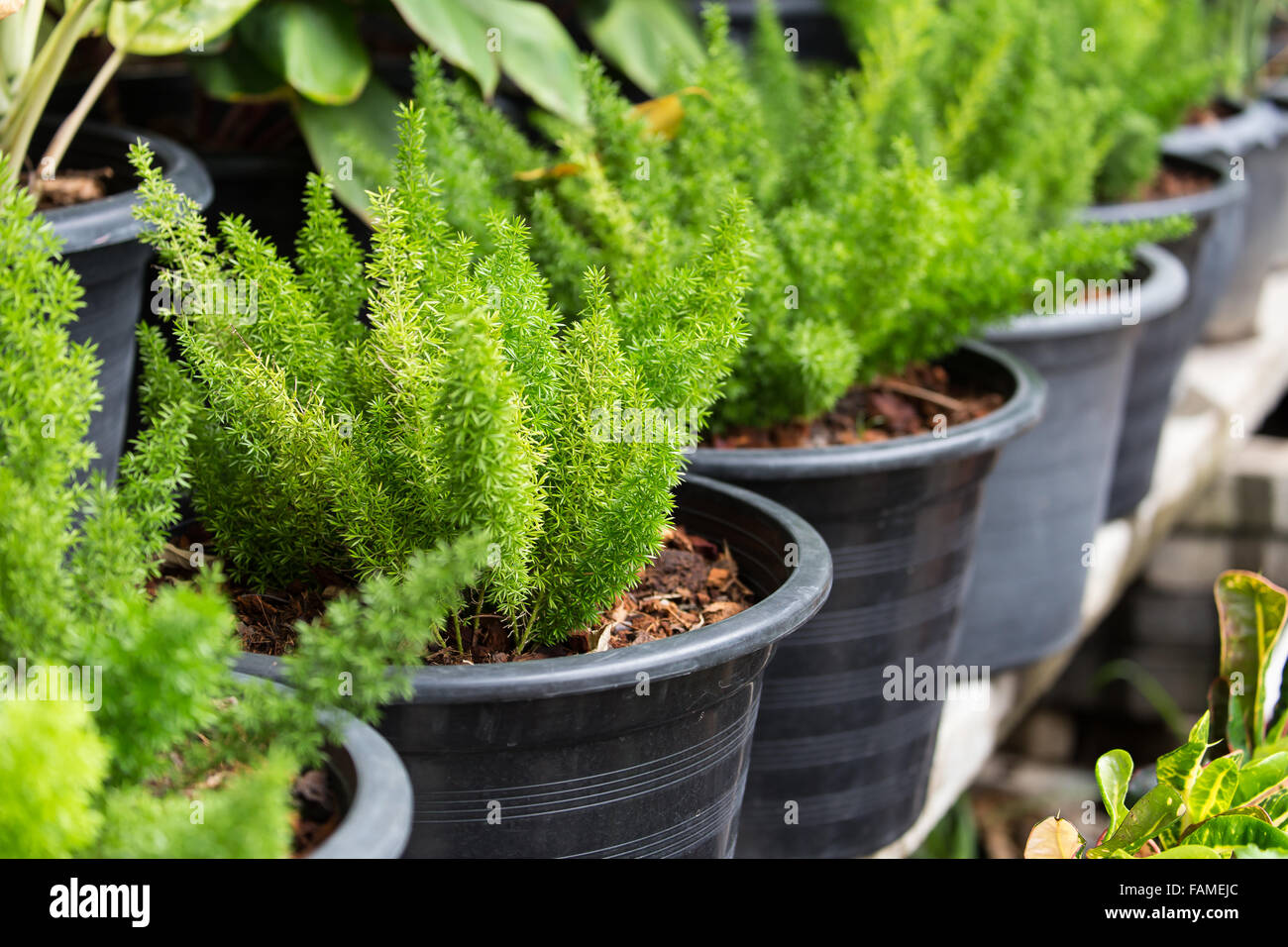 Ferns are growing in black pots which filled inside by soil Stock Photo