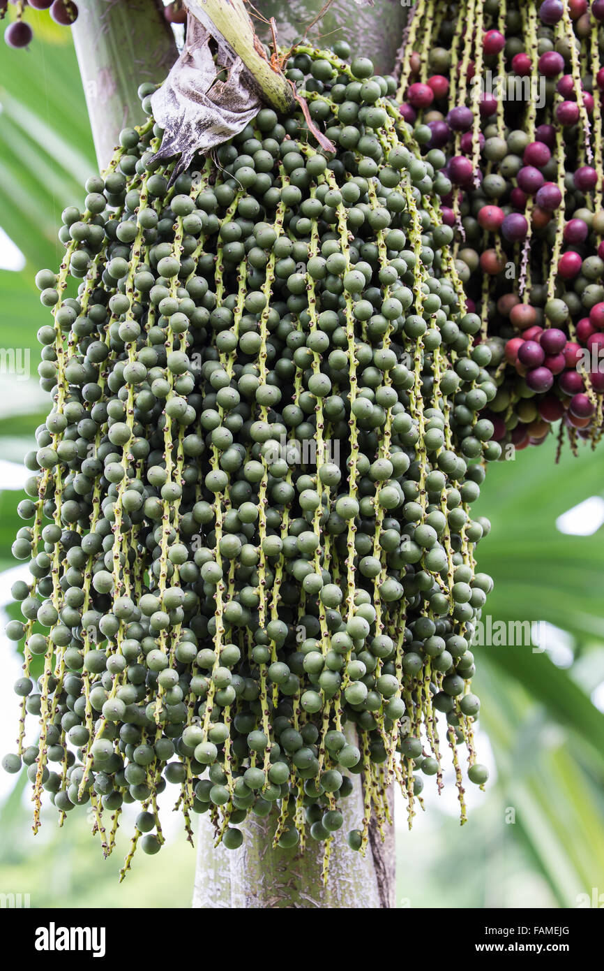 Many palm fruit hangs on its tree Stock Photo