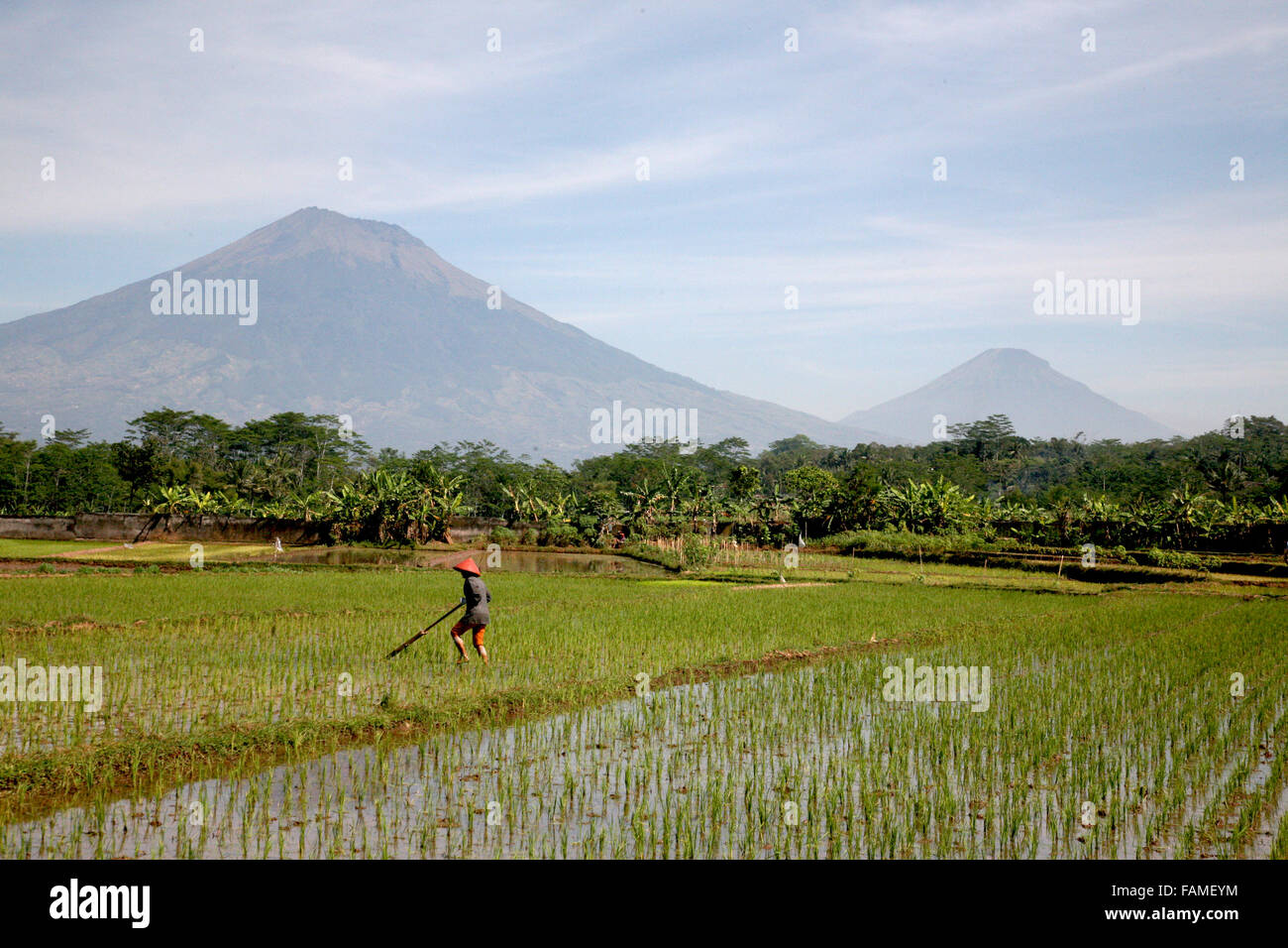 Rice planting central java hi-res stock photography and images - Alamy