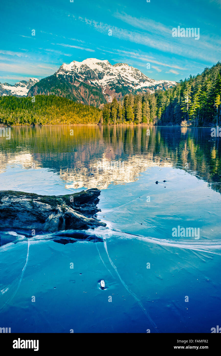 Log frozen into the clear ice of Beaver Lake with mountain reflection
