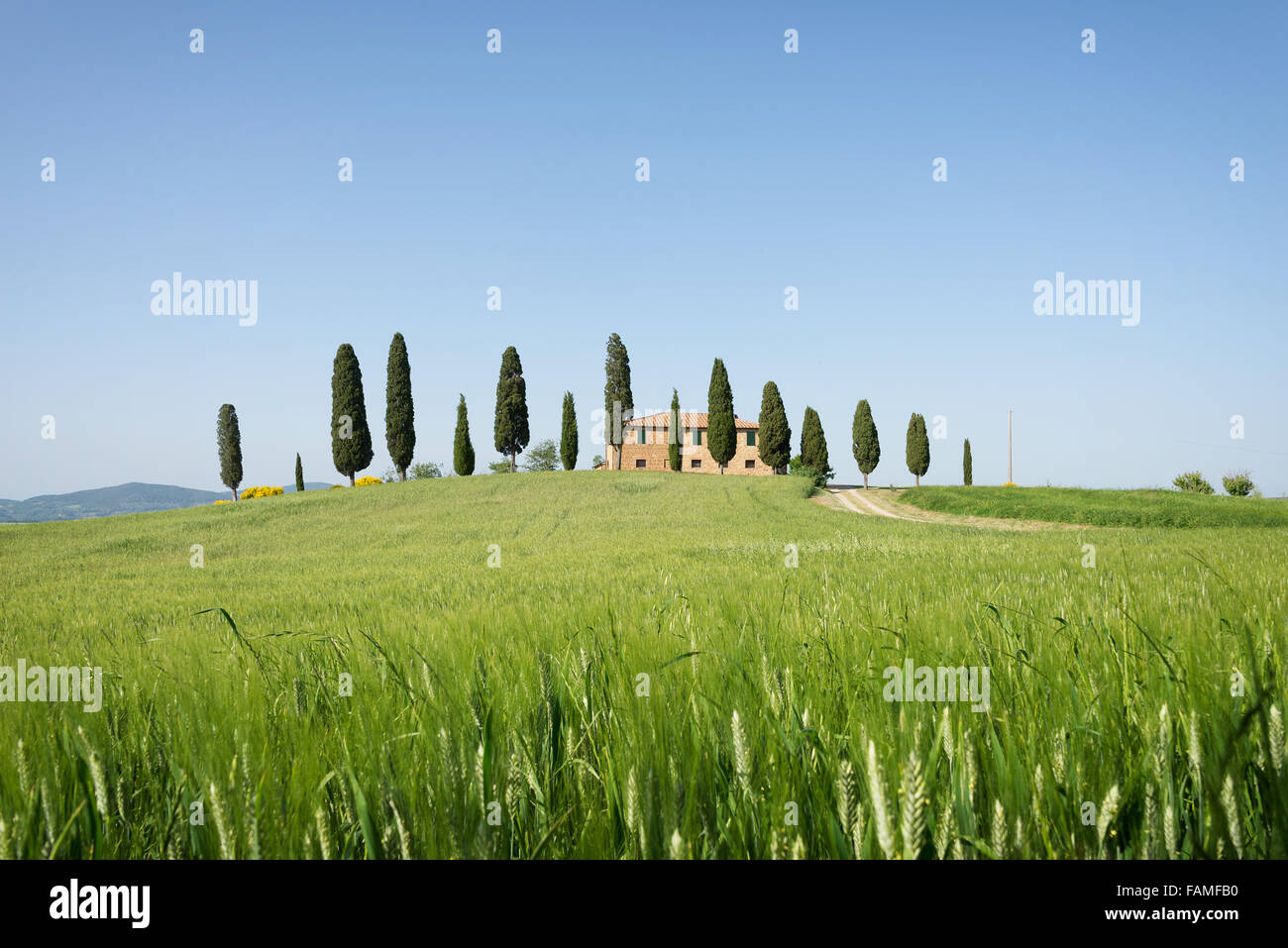 A farmhouse in Tuscany on a hill with cypress trees and a green field with young wheat crops in Pienza, Val d'Orcia, Italy. Stock Photo