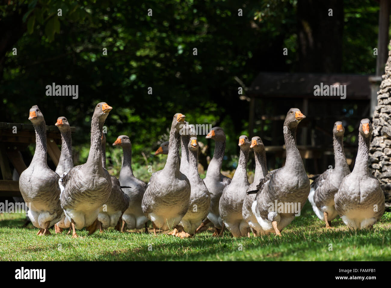 Grey foie gras geese from a low point of view on a goose farm near Sarlat-la-Canéda in the Périgord, Dordogne region, France. Stock Photo