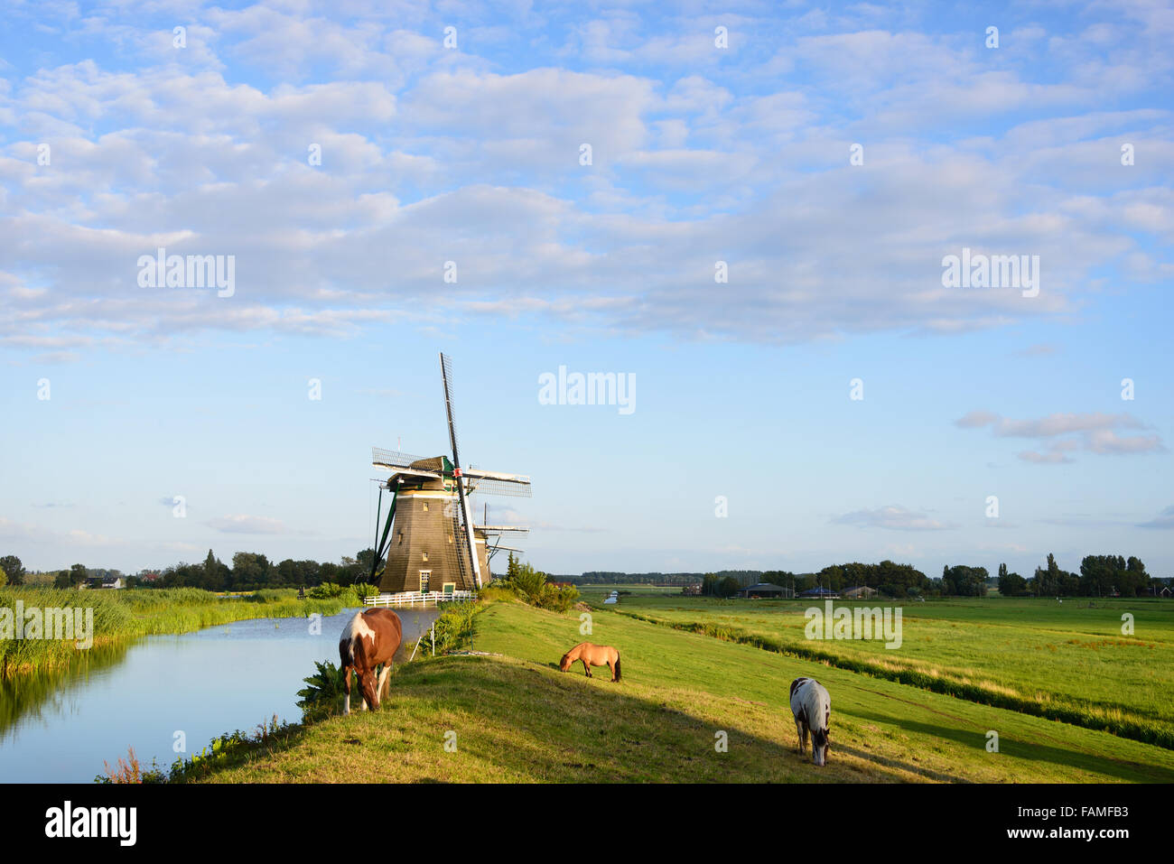 Three horses on a dyke next to a canal in a rural landscape with three windmills in the Netherlands. Stock Photo