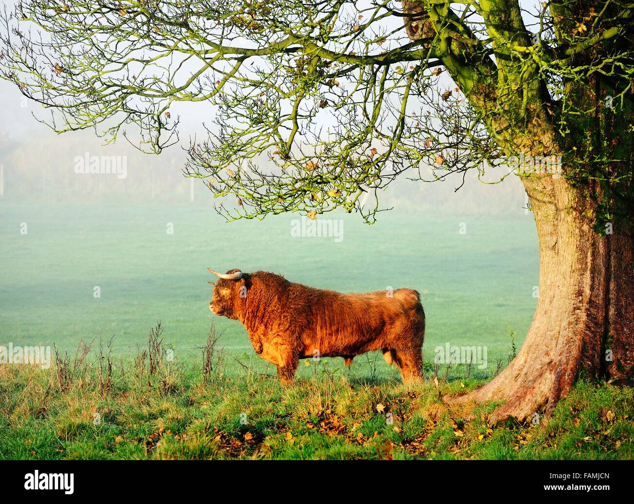 Highland cow sitting down hi-res stock photography and images - Alamy