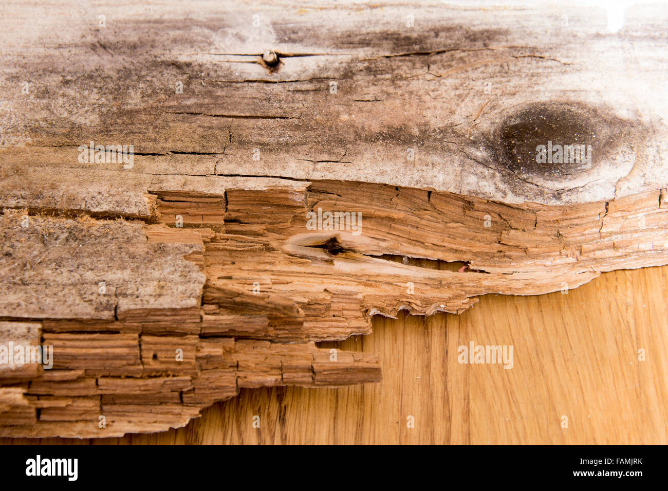 Dry rot in wood Stock Photo Alamy