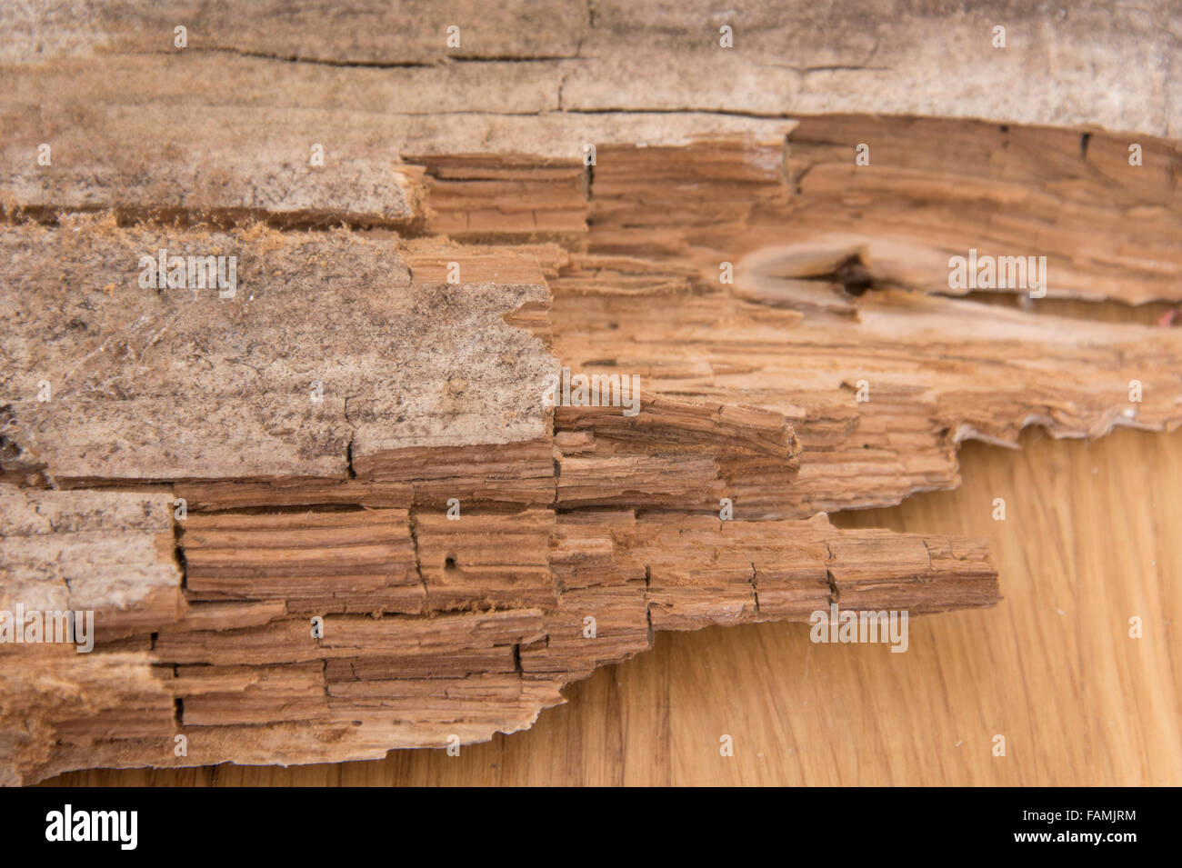 Dry rot timber hires stock photography and images Alamy