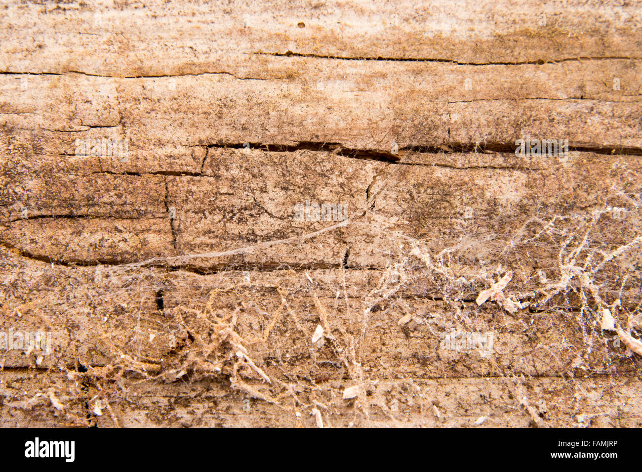 Dry rot in wood Stock Photo Alamy