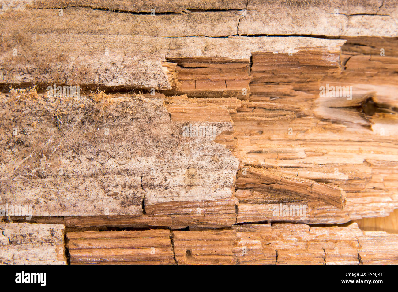 Dry rot in wood Stock Photo Alamy