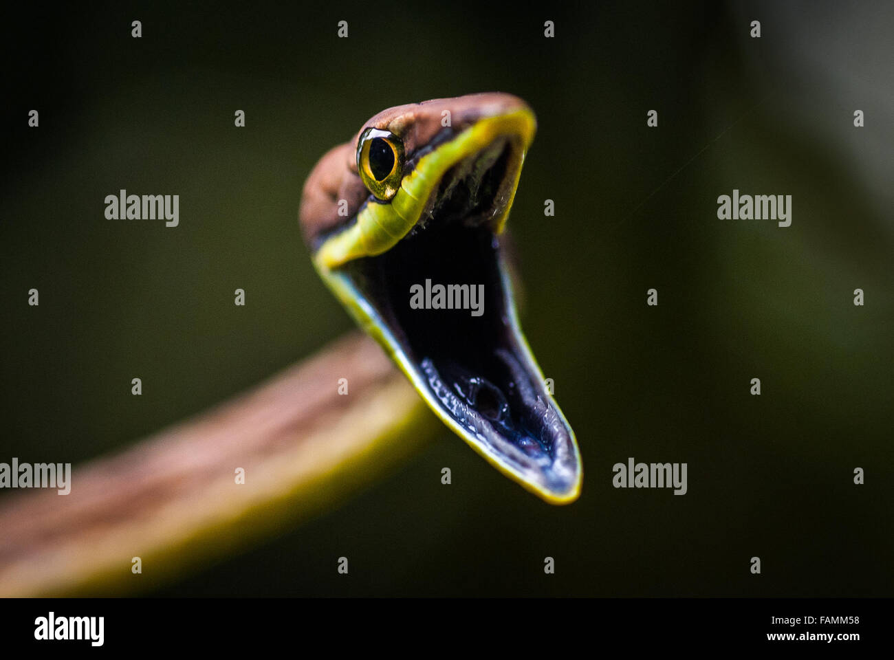 A closeup of the gaping-mouth threat posture of an agitated Brown Vine Snake. Stock Photo
