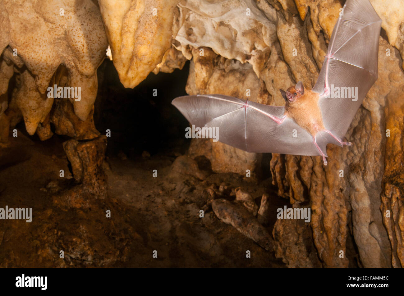 A fruit eating bat in flight spreads its wings inside a cave. Stock Photo