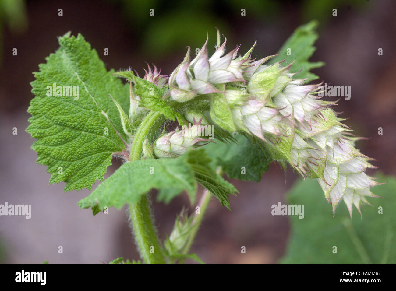 Salvia sclarea,Clary sage close up flower june Stock Photo