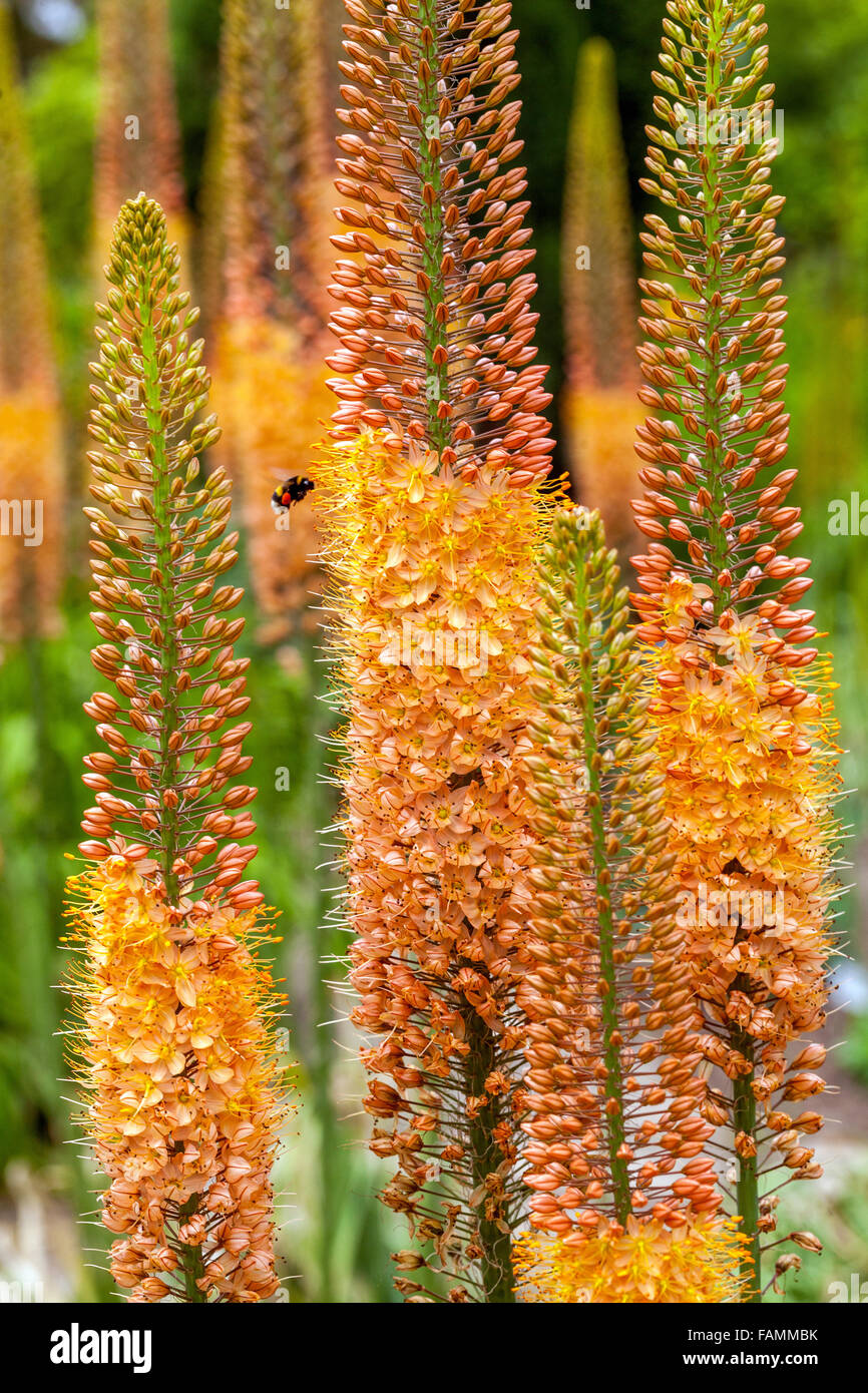 Eremurus isabellinus Cleopatra Foxtail Lily, Desert Candle, decorative plant, bumblebee flying fo flower Stock Photo