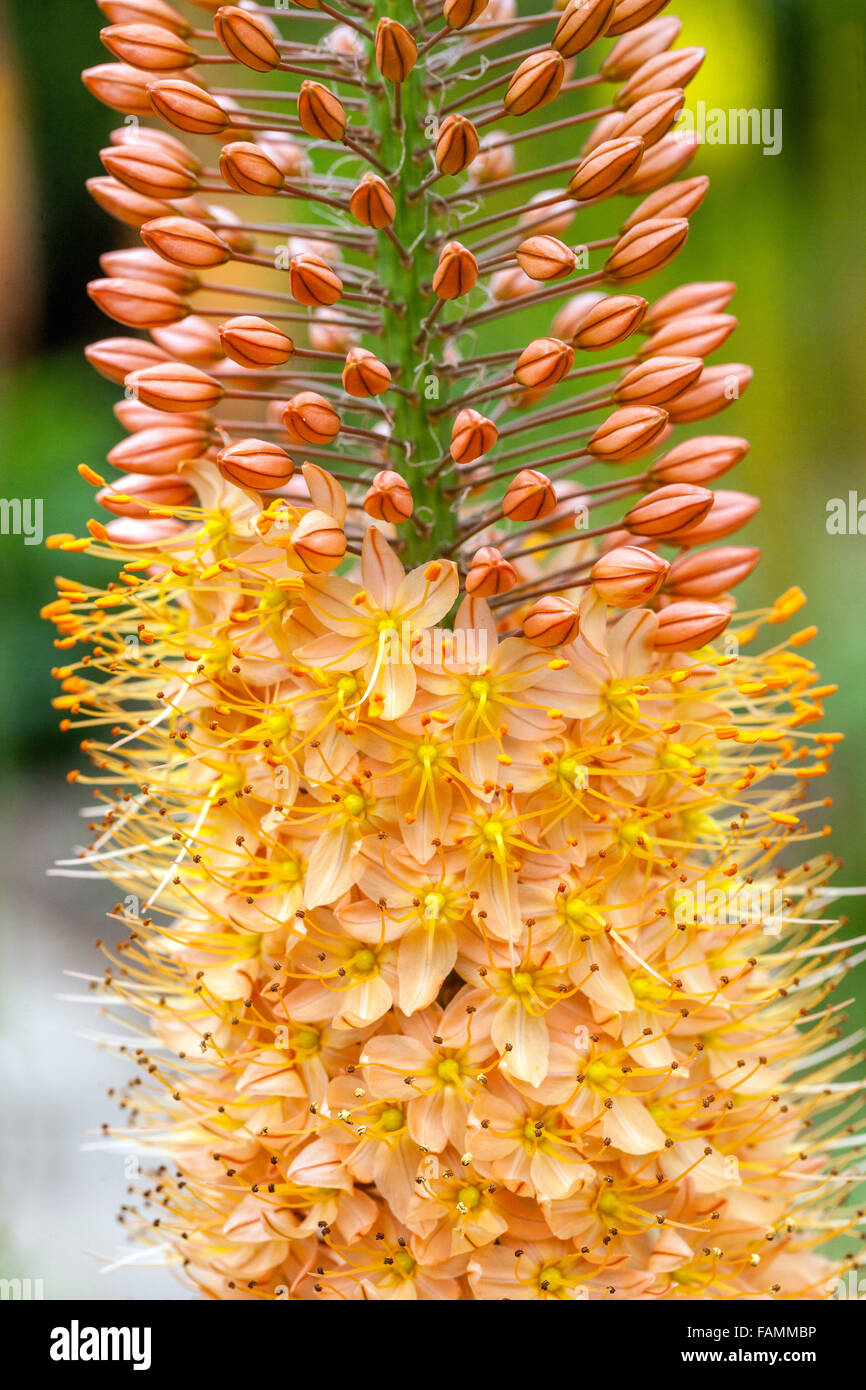 Eremurus isabellinus Cleopatra Foxtail Lily, Desert candle, decorative plant Stock Photo